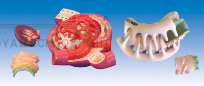 The model of nephron、 renal glomeruli and foot cells (4parts)